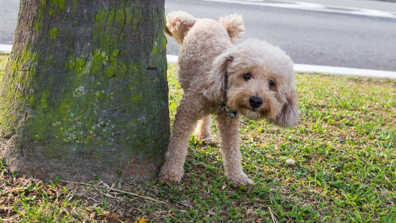 犬のマーキング