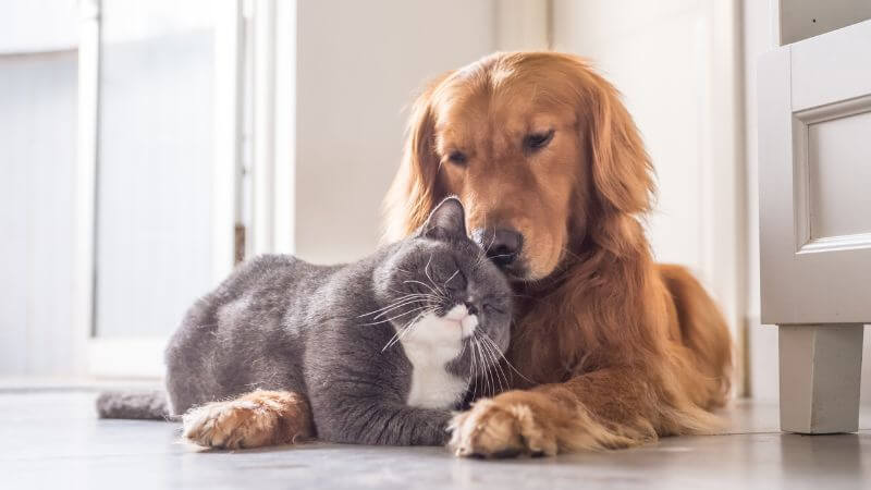 犬と猫