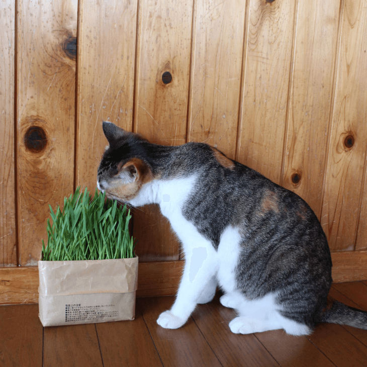 無印良品　土を使っていない　猫草栽培セット