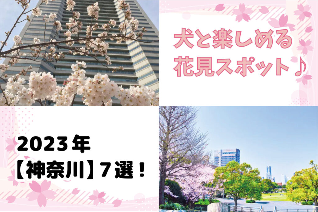 【2023年】犬と楽しめる「神奈川」のお花見スポット7選！散歩に出かけよう！