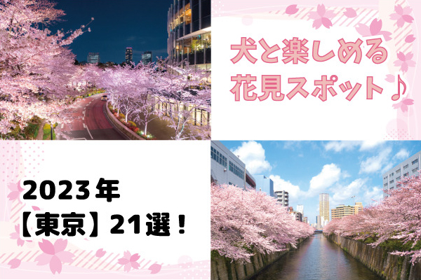 【2023年】犬と楽しめる「東京」のお花見スポット21選！散歩に出かけよう！