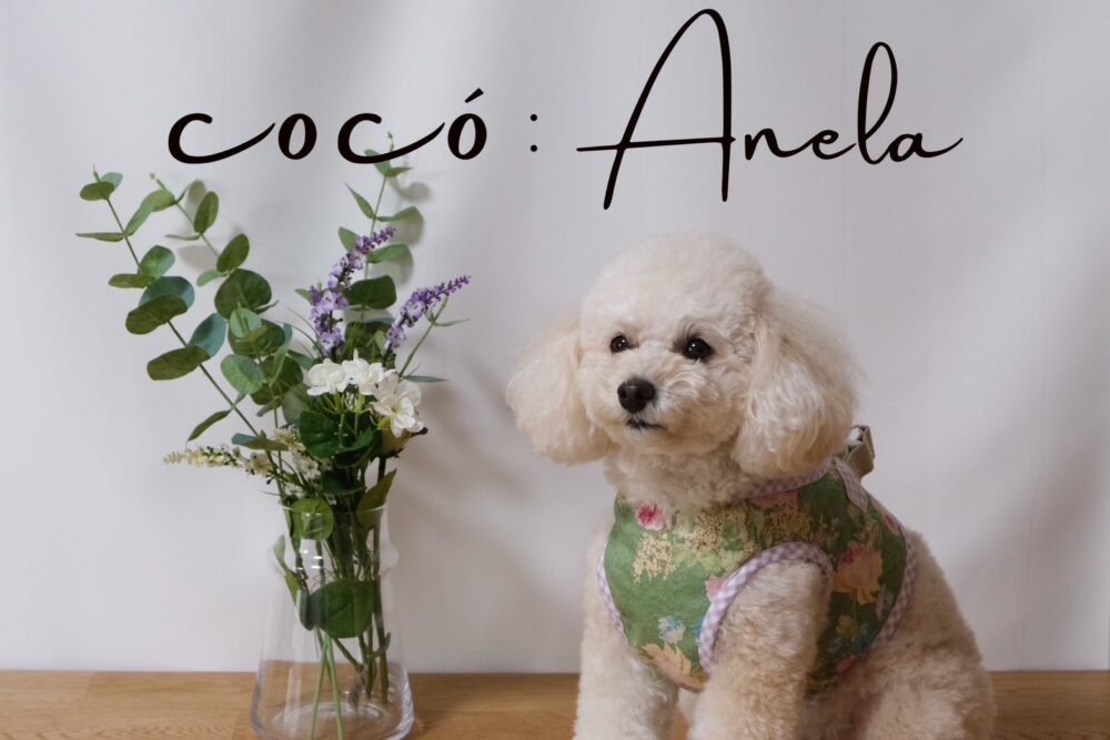 「家族に馴染みやすい色とスタイルを」アパレルブランド『 coco:Anela』を紹介！