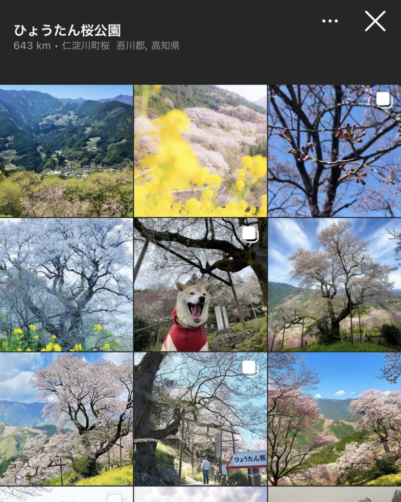 【高知県】ひょうたん桜公園