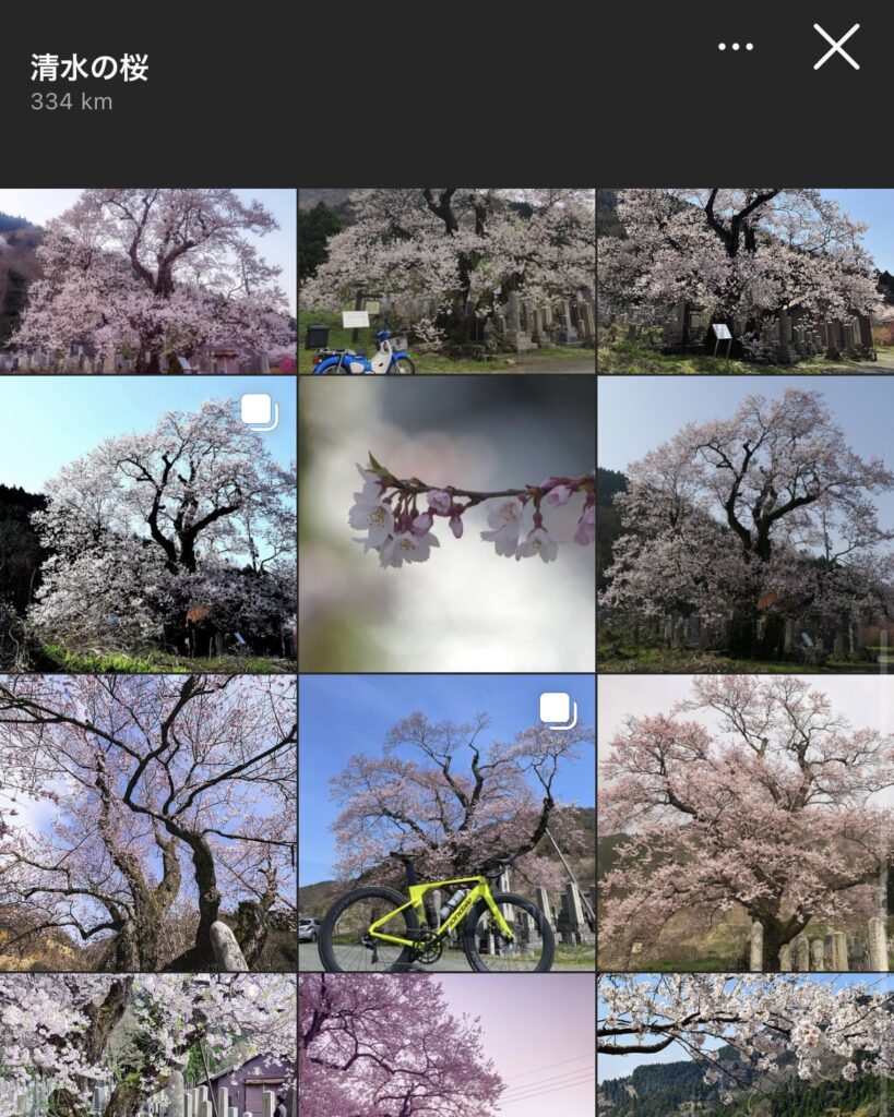 【滋賀県】清水の桜