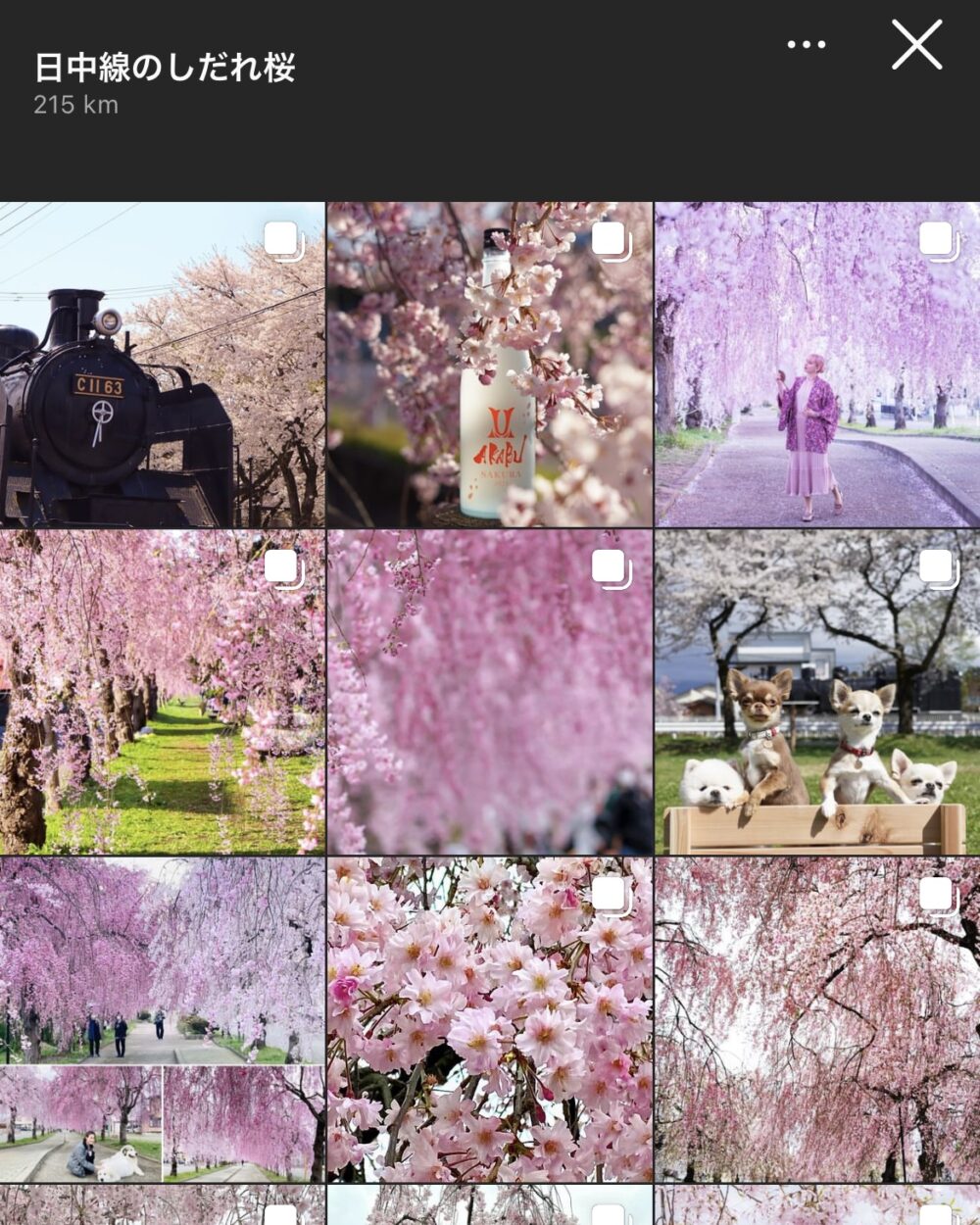 【福島県】日中線しだれ桜並木