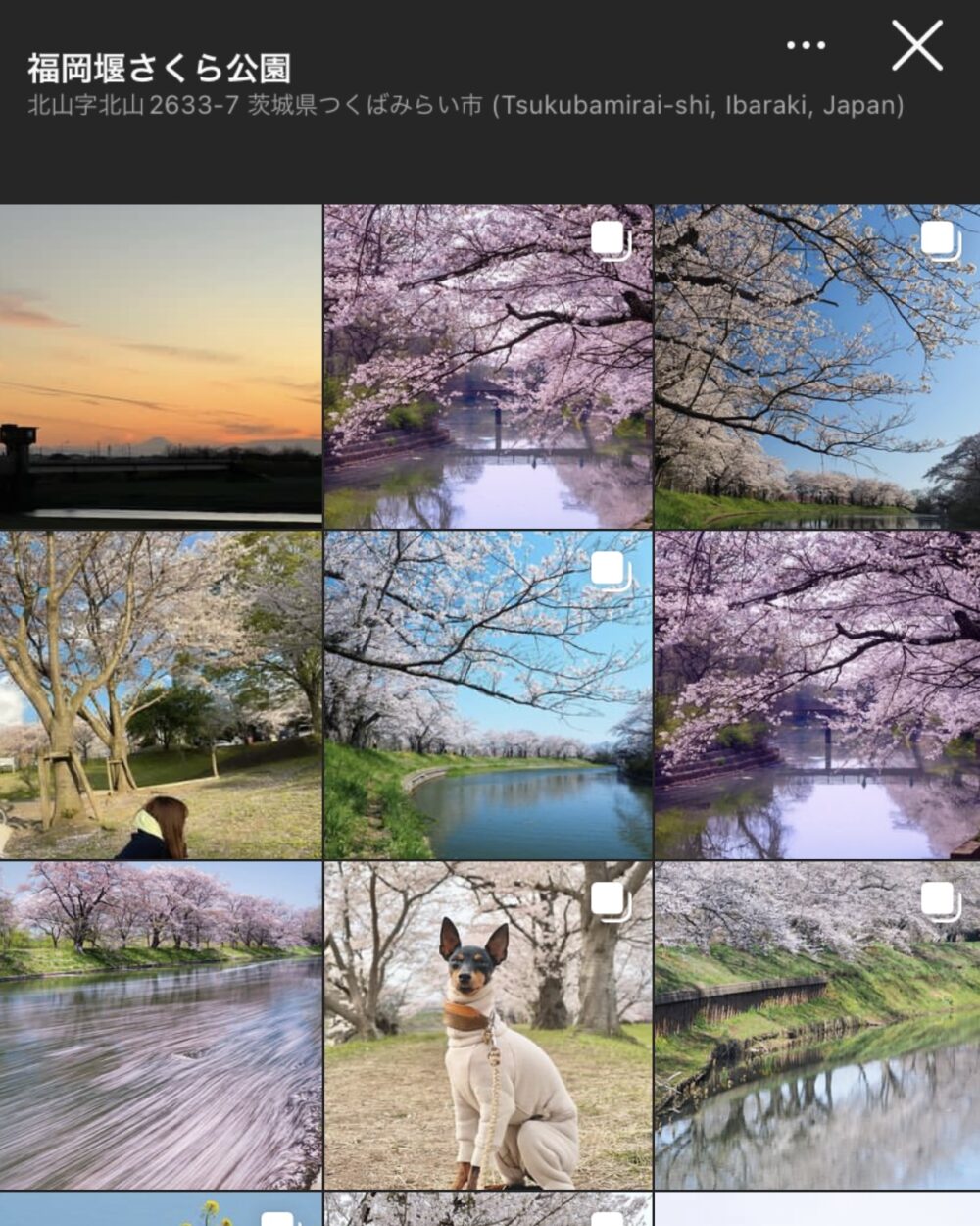 【茨城県】福岡堰の桜