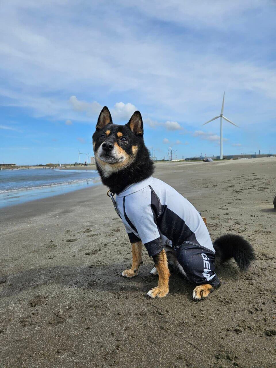 平井海水浴場で遊ぶ黒柴のさすけくん