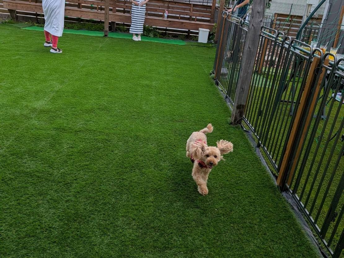 【笠間市】kukurukafe' Dog garden