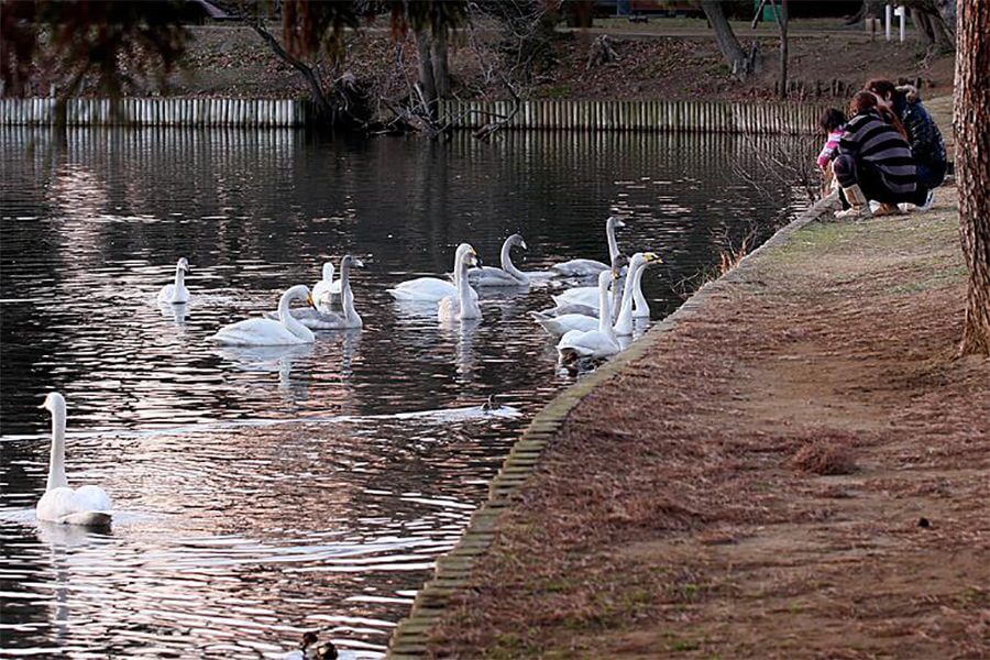 【ひたちなか市】大島公園