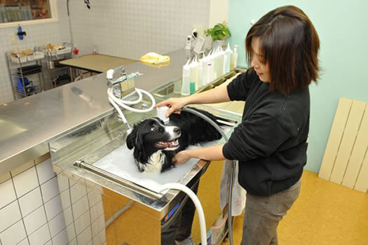 【岩出市】Dog Life Paw