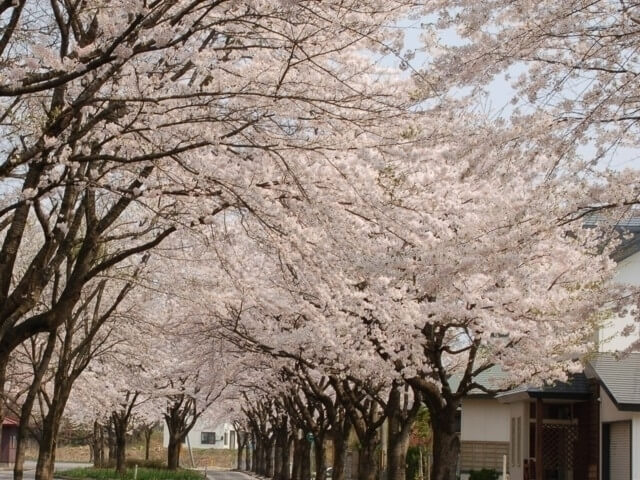 【北秋田市】鷹巣中央公園