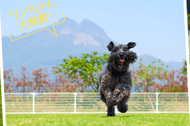 湯布院ガーデンホテル　ドッグラン