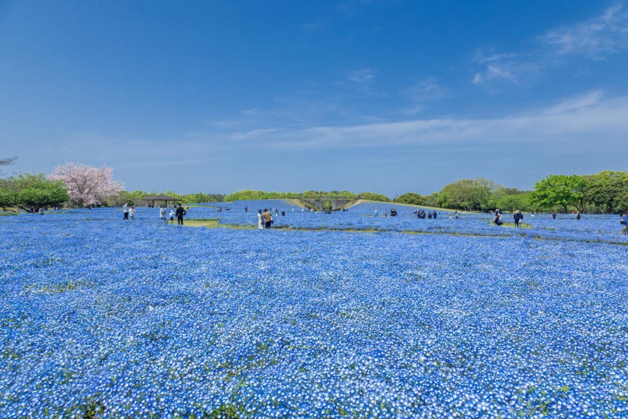 国営公園　海の中道海浜公園