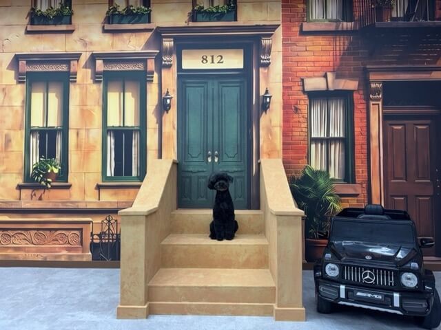 DOG SPACE TETO STREET