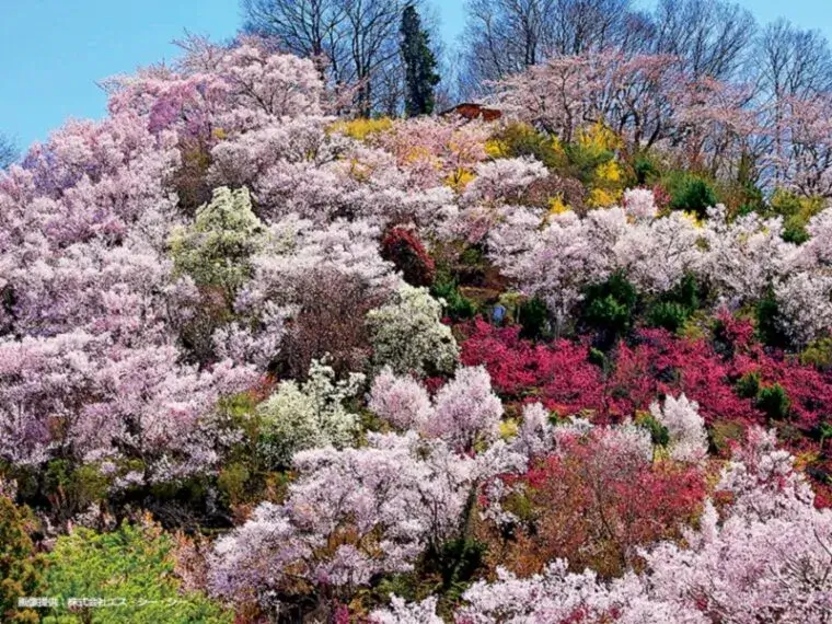 【福島市】花見山公園