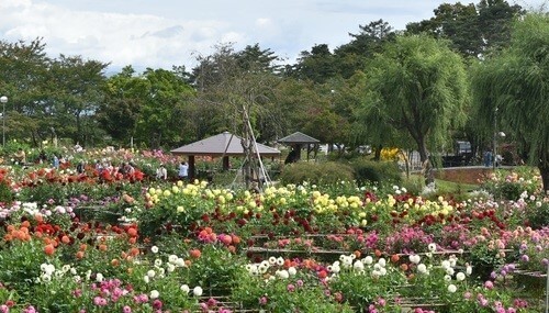 【川西町】川西ダリヤ園