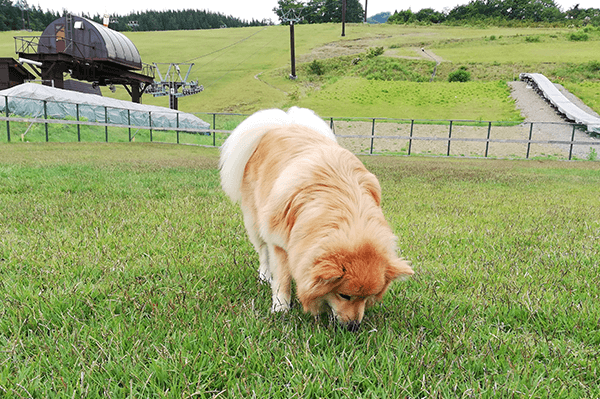 【勝山市】スキージャム勝山 ドッグランパーク