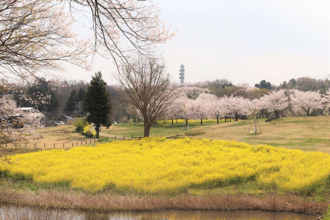 【富山市】呉羽山公園