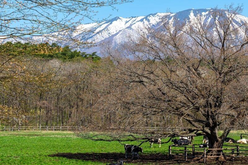 小岩井農場