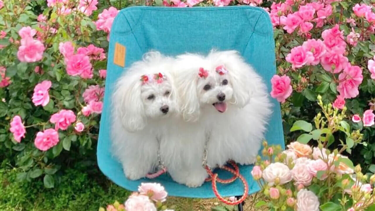 【若狭町】三方五湖レインボーライン山頂公園