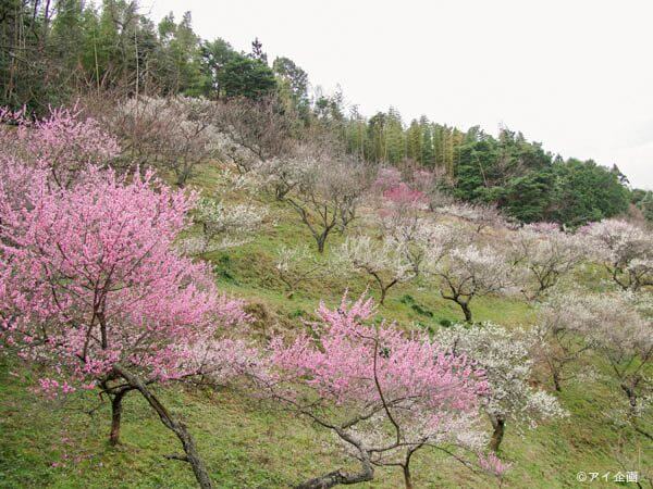 【浜田市】三隅梅林公園