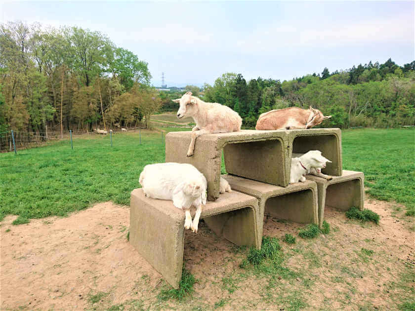 【坂井市】なかよしとんがり牧場