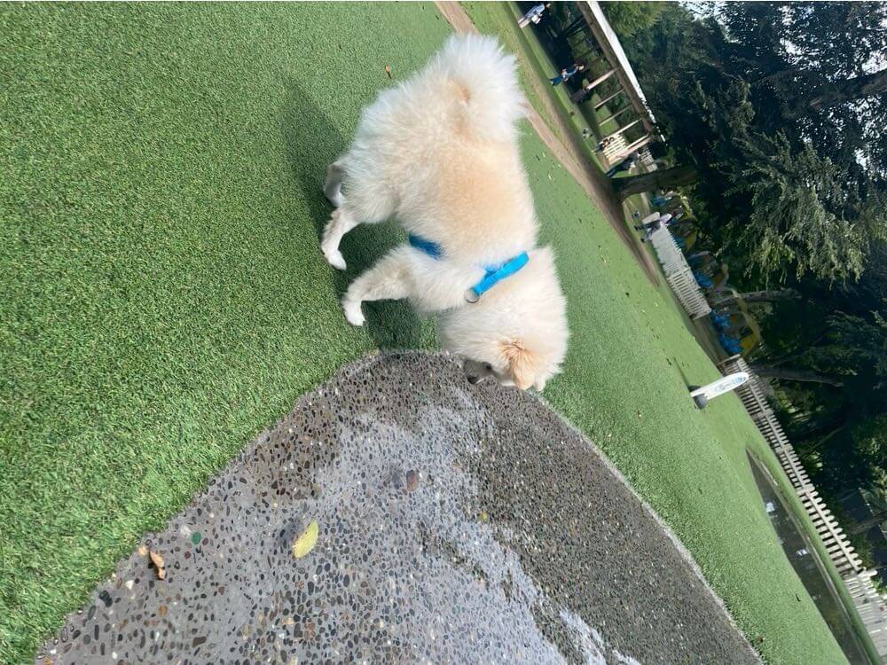 【八街市】ドギーズアイランド