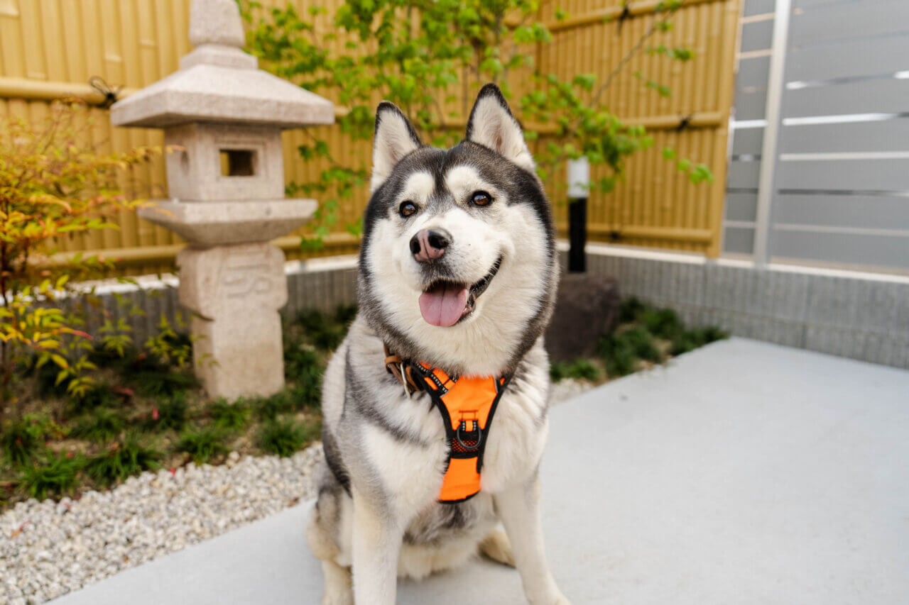 【犬山市】甘味とヒモノ　晴る風屋