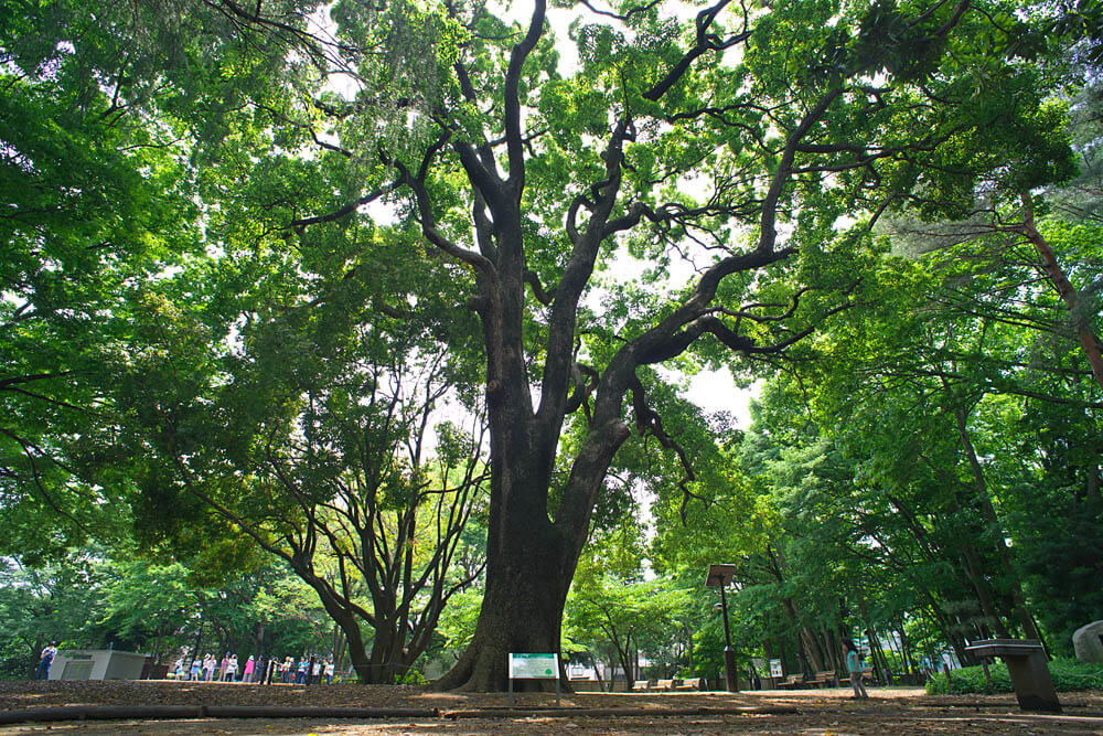 【品川区】林試の森公園