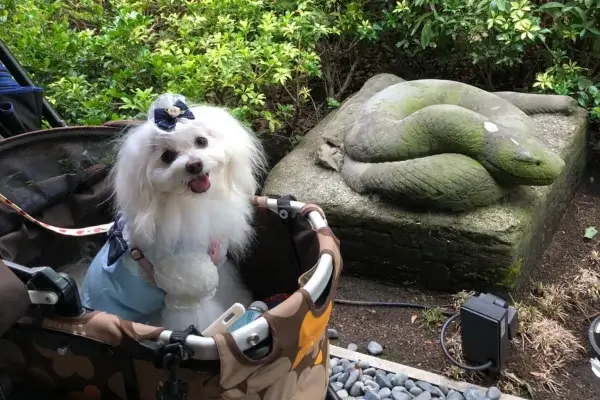 【港区】増上寺塔頭 宝珠院