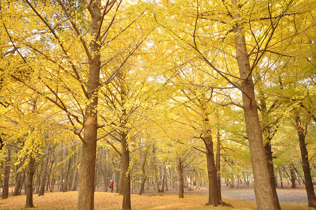【三鷹市】野川公園