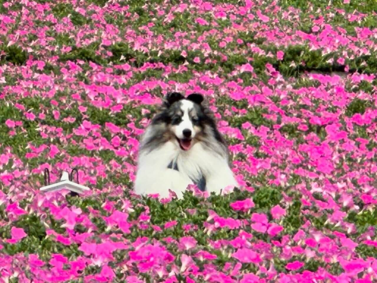 マザー牧場｜愛犬と楽しめる絶景牧場＆動物ふれあい体験【千葉・犬同伴OK】