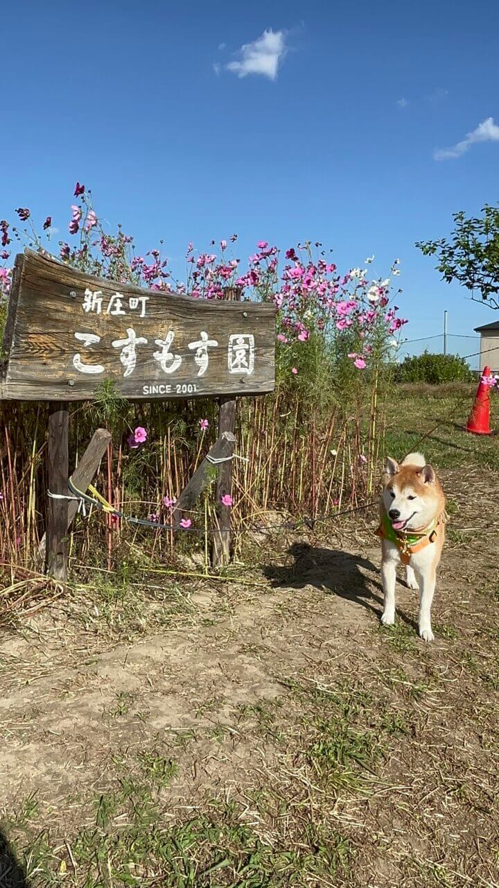 新庄町コスモス園|愛犬と楽しめる秋の絶景スポット【滋賀・犬同伴OK】