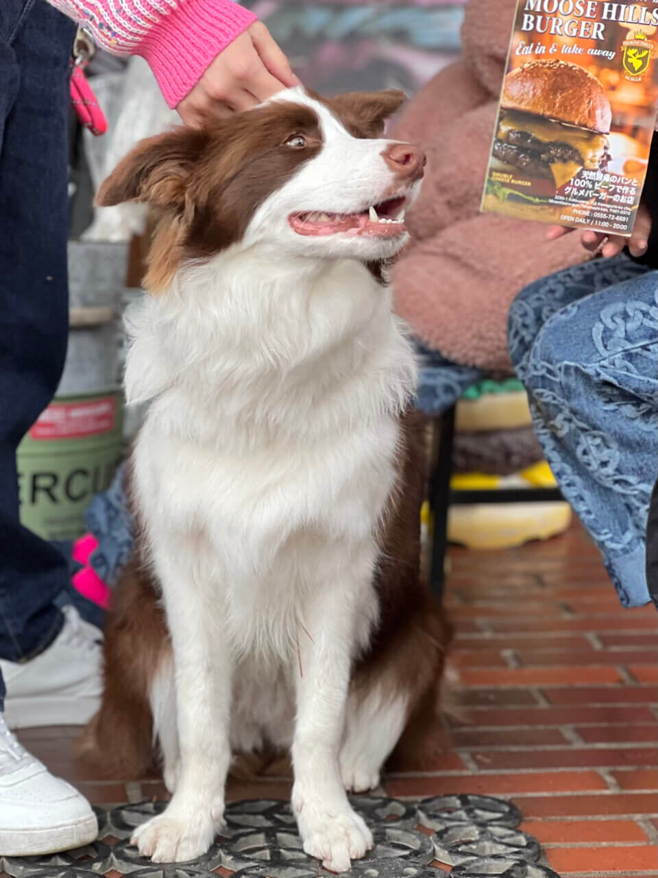 ムースヒルズバーガー|愛犬と楽しめる本格アメリカンバーガーのお店【山梨・犬同伴OK】