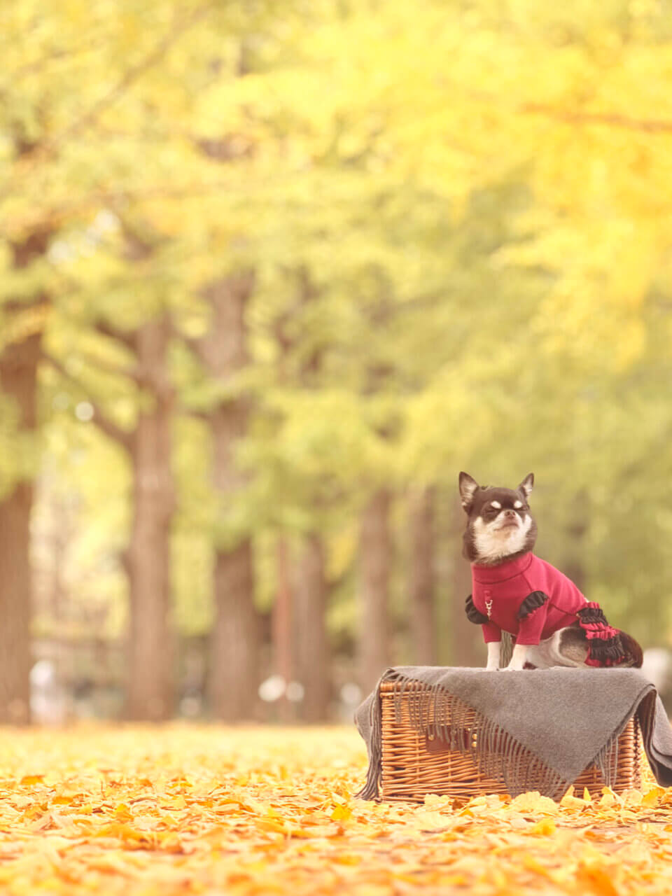 国営昭和記念公園|愛犬と季節の花を楽しむ広大なドッグフレンドリーパーク【東京・犬同伴OK】