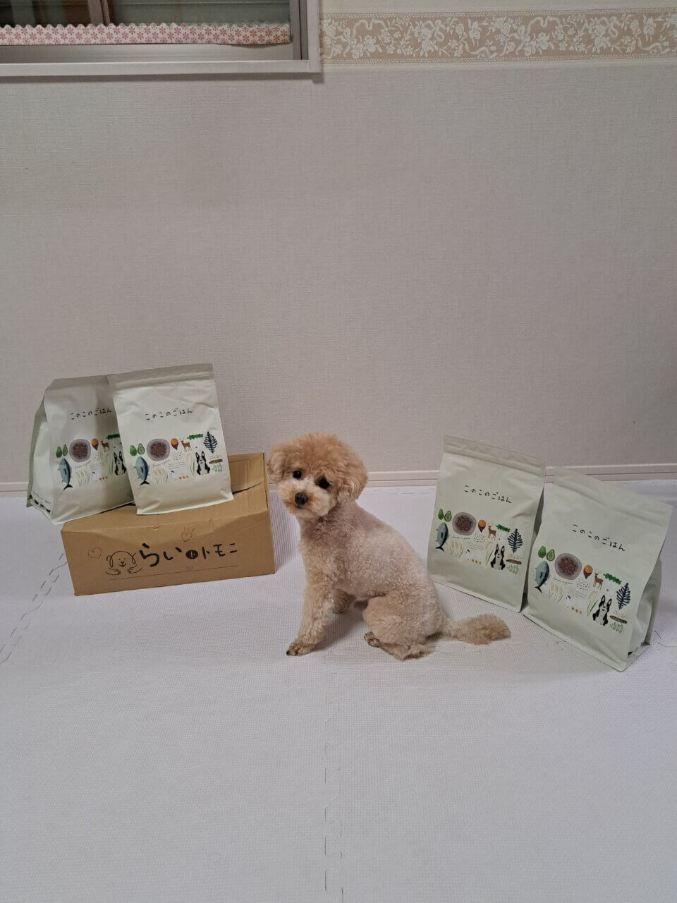 三井アウトレットパーク木更津|犬同伴OKでショッピングも楽しめる【千葉・愛犬と一緒に】人気アウトレットモール
