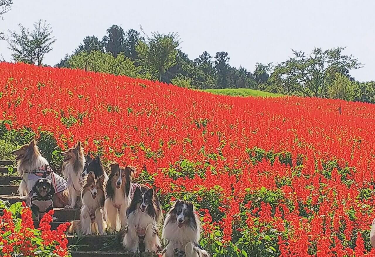 マザー牧場｜愛犬と楽しめる絶景牧場＆動物ふれあい体験【千葉・犬同伴OK】