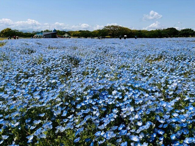 国営海の中道海浜公園