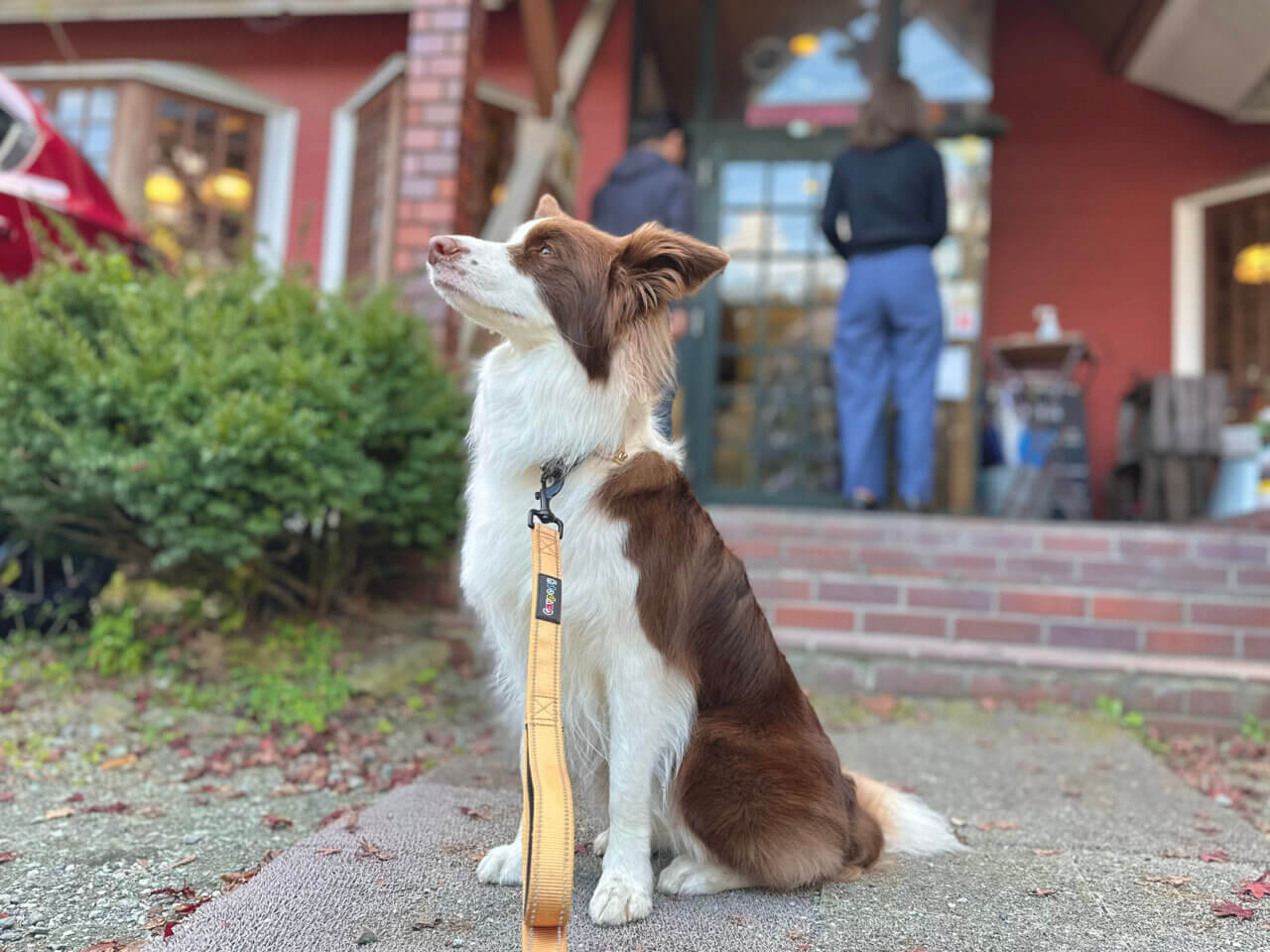 ムースヒルズバーガー|愛犬と楽しめる本格アメリカンバーガーのお店【山梨・犬同伴OK】