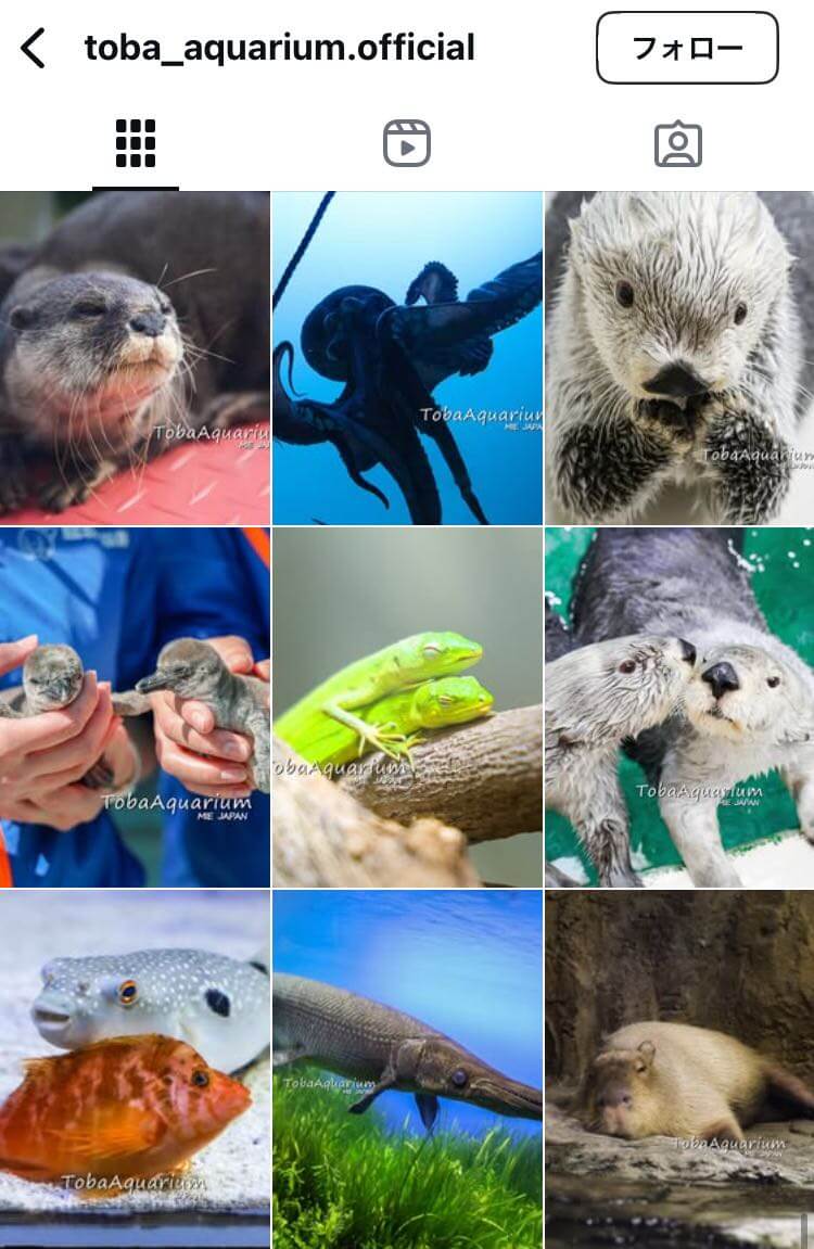 鳥羽水族館:ペット入館料が無料の水族館