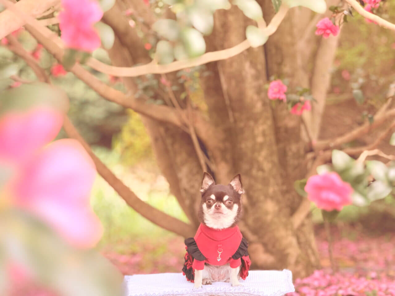 国営昭和記念公園|愛犬と季節の花を楽しむ広大なドッグフレンドリーパーク【東京・犬同伴OK】
