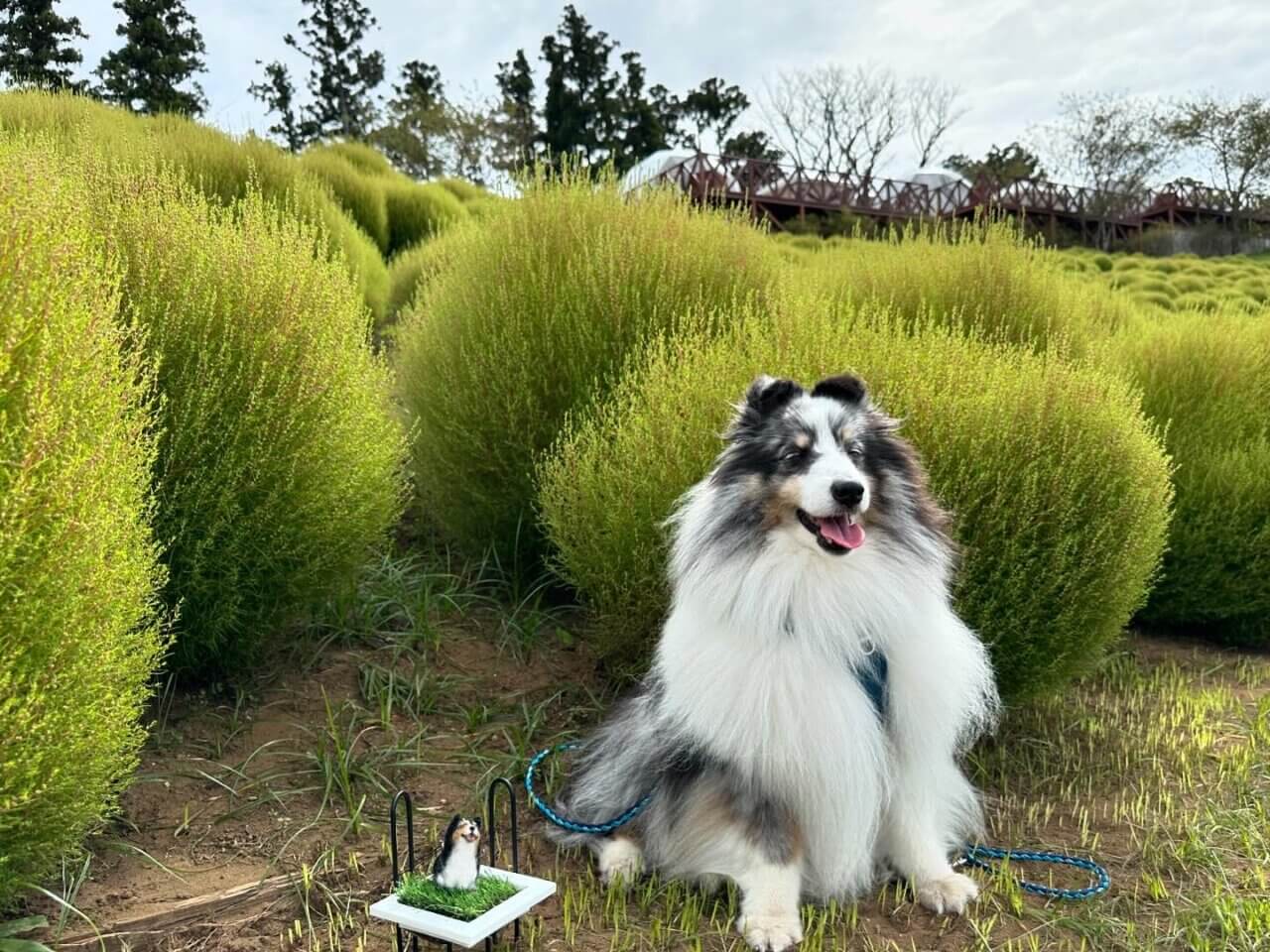 マザー牧場｜愛犬と楽しめる絶景牧場＆動物ふれあい体験【千葉・犬同伴OK】