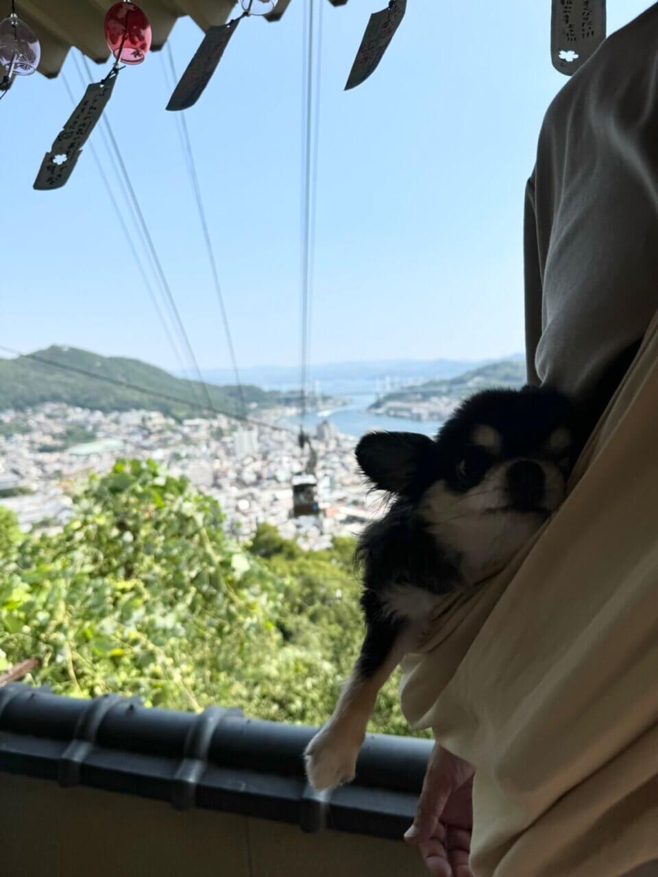 尾道|愛犬と楽しむ絶景スポットめぐり【広島・犬同伴OK】千光寺・ロープウェイ・カフェなど観光モデルコース