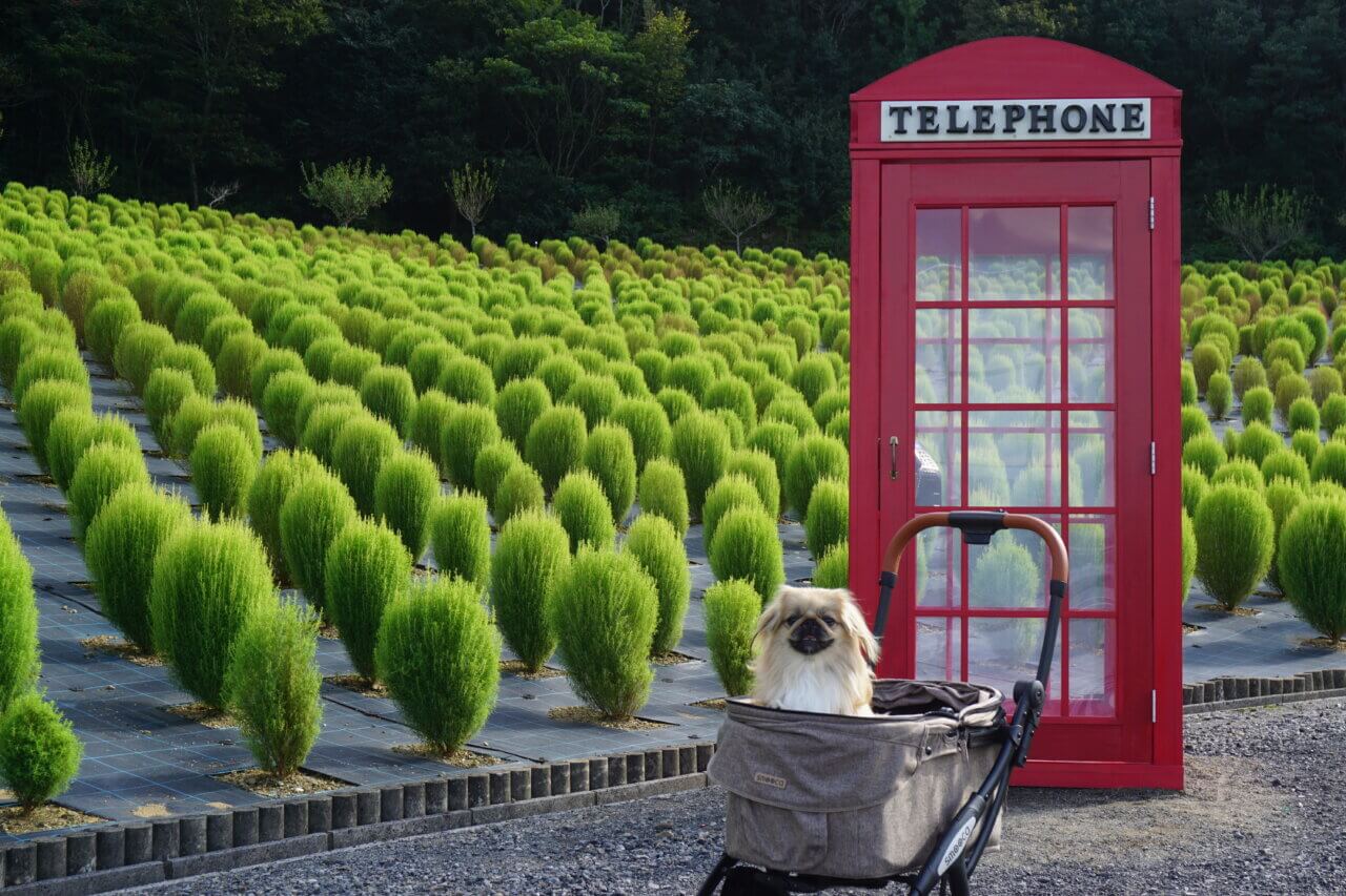 志摩市観光農園|愛犬と季節の花畑を満喫!ネモフィラ・ひまわり・コキア鑑賞【三重・犬同伴OK】