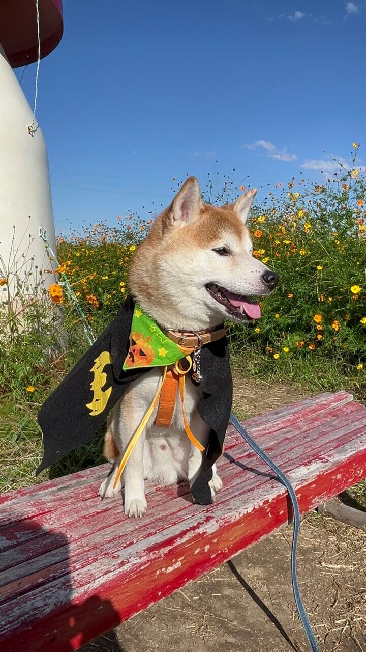 新庄町コスモス園|愛犬と楽しめる秋の絶景スポット【滋賀・犬同伴OK】