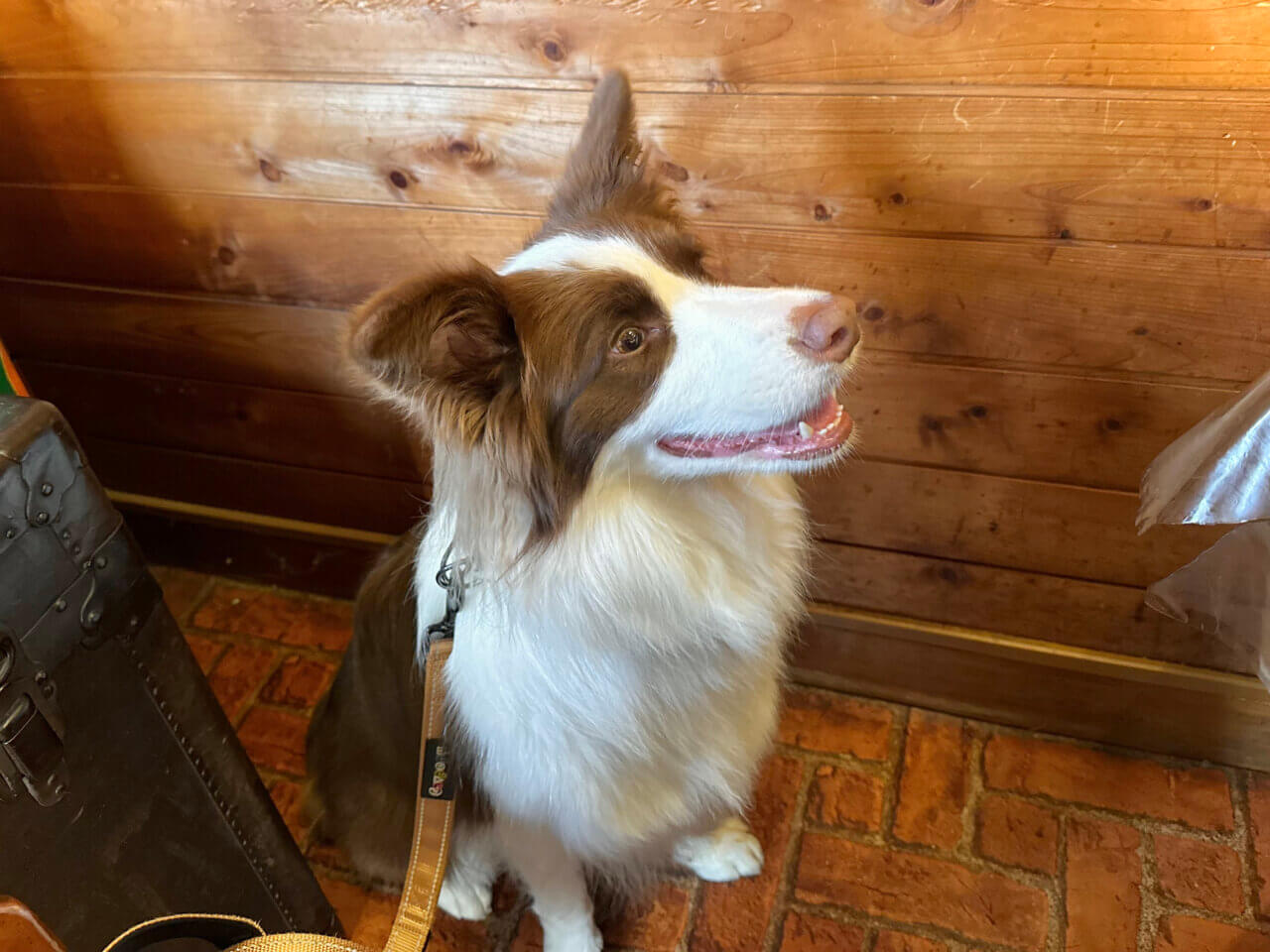 ムースヒルズバーガー|愛犬と楽しめる本格アメリカンバーガーのお店【山梨・犬同伴OK】