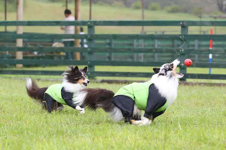 マザー牧場｜愛犬と楽しめる絶景牧場＆動物ふれあい体験【千葉・犬同伴OK】