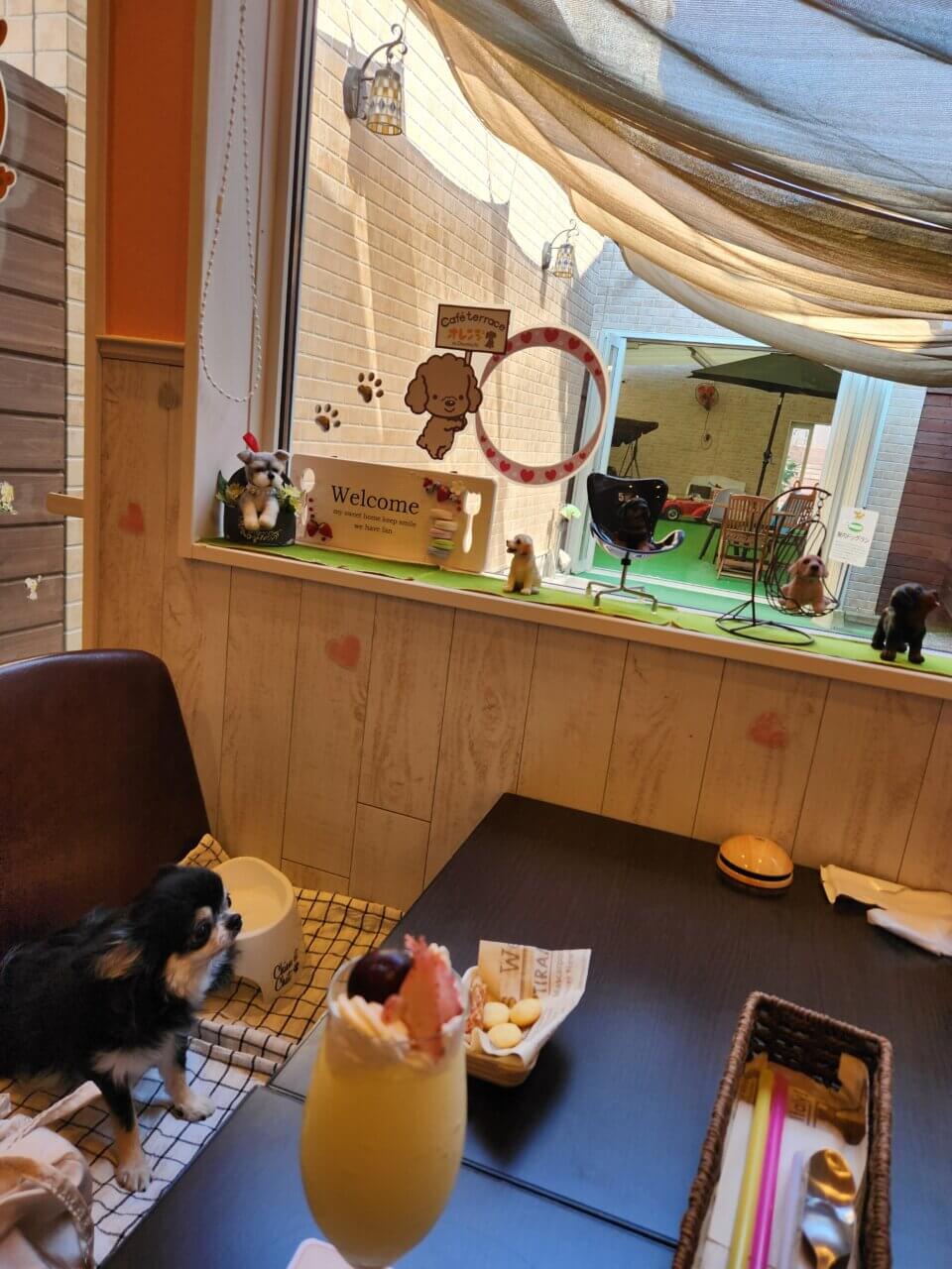 尾道|愛犬と楽しむ絶景スポットめぐり【広島・犬同伴OK】千光寺・ロープウェイ・カフェなど観光モデルコース