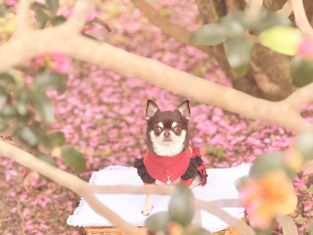 国営昭和記念公園|愛犬と季節の花を楽しむ広大なドッグフレンドリーパーク【東京・犬同伴OK】