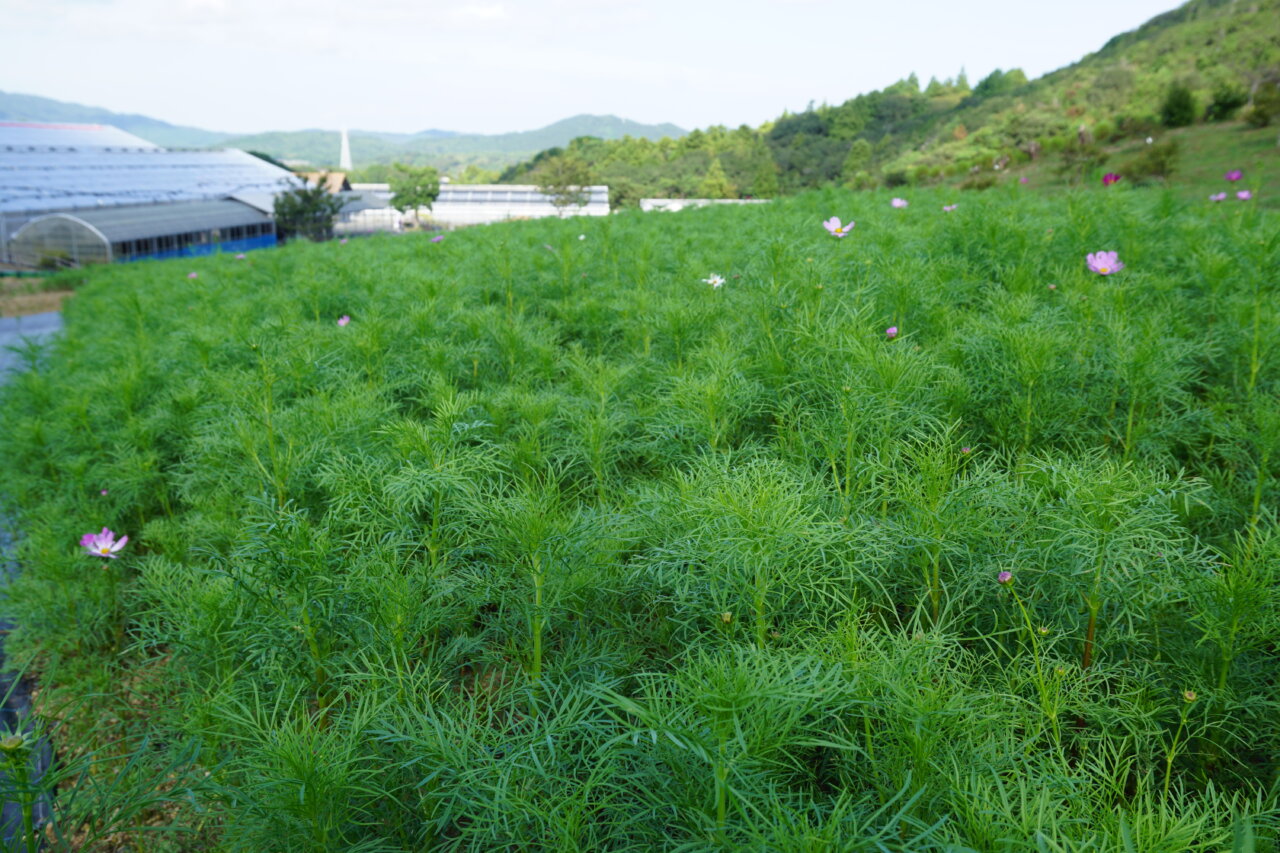 志摩市観光農園|愛犬と季節の花畑を満喫!ネモフィラ・ひまわり・コキア鑑賞【三重・犬同伴OK】